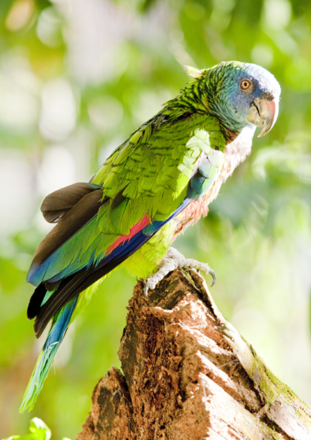 St Lucia Jacquot Parrot