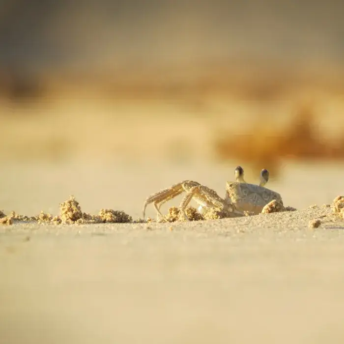 Crab burrowing into the sand